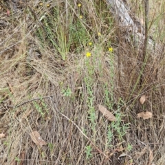 Hypericum gramineum at The Pinnacle - 10 Dec 2023 10:30 AM