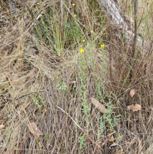 Hypericum gramineum at The Pinnacle - 10 Dec 2023