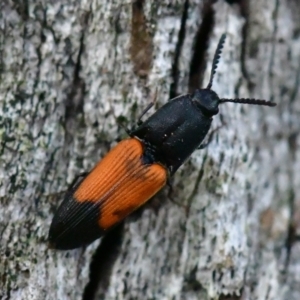 Anilicus xanthomus at Higgins Woodland - 6 Dec 2023