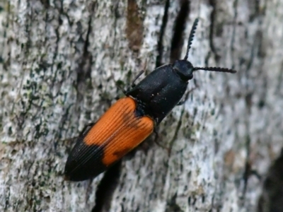 Anilicus xanthomus (A click beetle) at Higgins Woodland - 6 Dec 2023 by Untidy