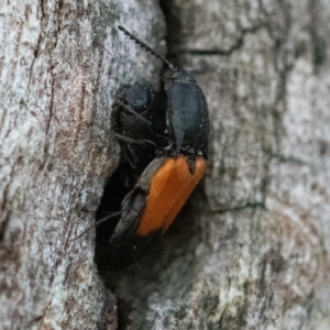 Anilicus xanthomus at Higgins Woodland - 6 Dec 2023