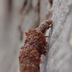 Bathromelas hyaloscopa at Higgins Woodland - 8 Dec 2023