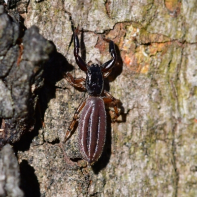 Holoplatys planissima (Common ultraflat jumping spider, Grooved jumping spider) at Higgins Woodland - 6 Dec 2023 by Untidy