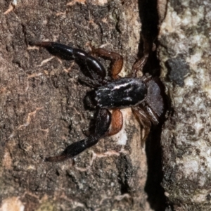 Holoplatys planissima at Higgins Woodland - 6 Dec 2023