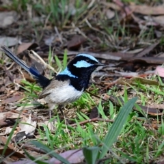 Malurus cyaneus (Superb Fairywren) at Higgins Woodland - 6 Dec 2023 by Untidy