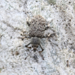 Rhinaria sp. (genus) (Unidentified Rhinaria weevil) at Higgins Woodland - 8 Dec 2023 by Trevor