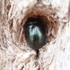 Paropsisterna irina (Irina leaf beetle) at Higgins Woodland - 8 Dec 2023 by MichaelWenke