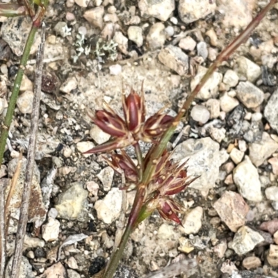 Juncus homalocaulis (A Rush) at Bendoura, NSW - 10 Dec 2023 by JaneR