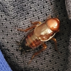 Paratemnopteryx couloniana (A native cockroach) at Lyneham, ACT - 10 Dec 2023 by trevorpreston