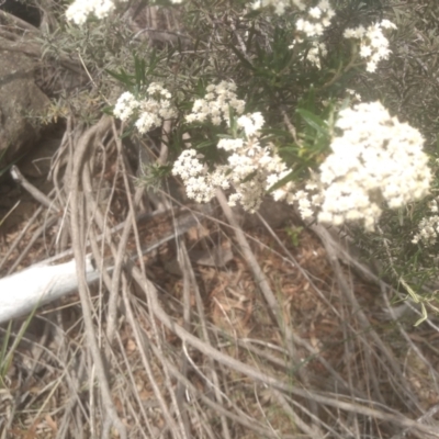 Ozothamnus conditus (Pepper Everlasting) at Cooma North Ridge Reserve - 10 Dec 2023 by mahargiani