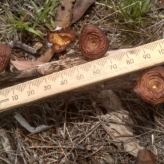 Lentinus arcularius (Fringed Polypore) at Cooma North Ridge Reserve - 10 Dec 2023 by mahargiani