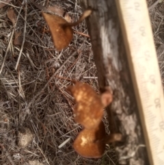 Lentinus arcularius at Cooma North Ridge Reserve - 10 Dec 2023