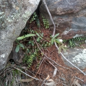 Grona varians at Cooma North Ridge Reserve - 10 Dec 2023 02:40 PM