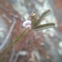 Grona varians at Cooma North Ridge Reserve - 10 Dec 2023