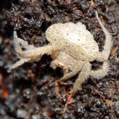 Dolophones sp. (genus) (Wrap-around spider) at Higgins, ACT - 10 Dec 2023 by Trevor