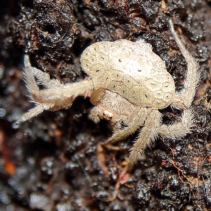 Dolophones sp. (genus) at Higgins, ACT - 11 Dec 2023 09:43 AM