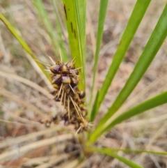 Lomandra longifolia (Spiny-headed Mat-rush, Honey Reed) at Gungaderra Grasslands - 11 Dec 2023 by WalkYonder