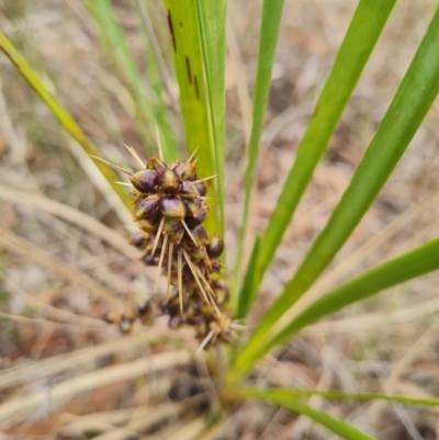 Lomandra longifolia (Spiny-headed Mat-rush, Honey Reed) at Gungaderra Grasslands - 10 Dec 2023 by WalkYonder