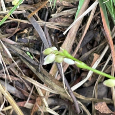 Persicaria strigosa (Spotted Knotweed) at Bendoura, NSW - 10 Dec 2023 by JaneR