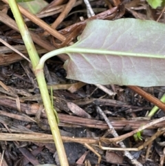 Persicaria strigosa at QPRC LGA - 10 Dec 2023 04:04 PM