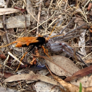 Cryptocheilus bicolor at Higgins Woodland - 11 Dec 2023