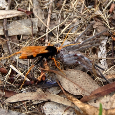 Cryptocheilus bicolor (Orange Spider Wasp) at Higgins, ACT - 10 Dec 2023 by Trevor