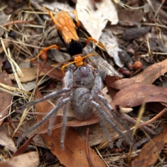 Cryptocheilus bicolor at Higgins Woodland - 11 Dec 2023 09:56 AM