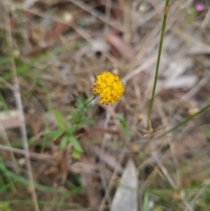 Leptorhynchos squamatus subsp. squamatus at Gungaderra Grasslands - 11 Dec 2023 10:17 AM