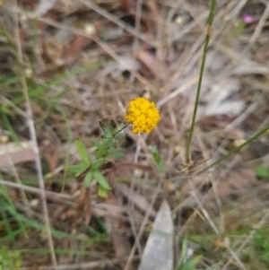 Leptorhynchos squamatus subsp. squamatus at Gungaderra Grasslands - 11 Dec 2023 10:17 AM