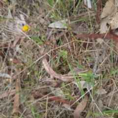 Leptorhynchos squamatus subsp. squamatus at Gungaderra Grasslands - 11 Dec 2023