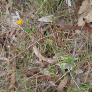 Leptorhynchos squamatus subsp. squamatus at Gungaderra Grasslands - 11 Dec 2023 10:17 AM