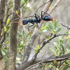 Myrmecia tarsata (Bull ant or Bulldog ant) at Bendoura, NSW - 10 Dec 2023 by JaneR