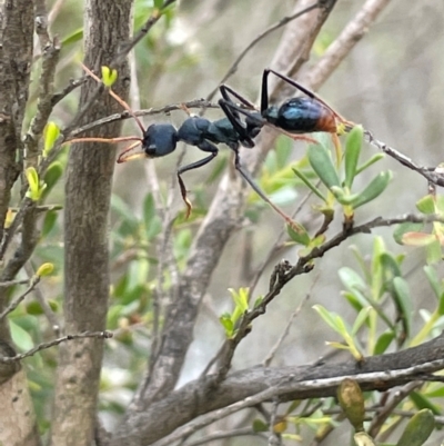 Myrmecia tarsata (Bull ant or Bulldog ant) at Bendoura, NSW - 10 Dec 2023 by JaneR