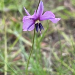 Arthropodium fimbriatum (Nodding Chocolate Lily) at QPRC LGA - 10 Dec 2023 by JaneR