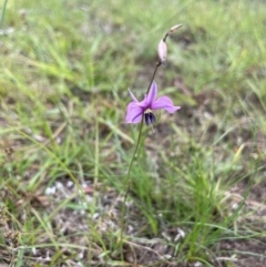 Arthropodium fimbriatum at QPRC LGA - 10 Dec 2023