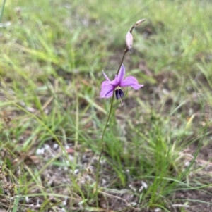 Arthropodium fimbriatum at QPRC LGA - 10 Dec 2023