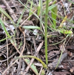 Arthropodium fimbriatum at QPRC LGA - 10 Dec 2023