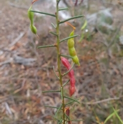 Acacia genistifolia (Early Wattle) at Gungaderra Grasslands - 10 Dec 2023 by WalkYonder