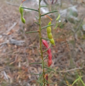 Acacia genistifolia at Gungaderra Grasslands - 11 Dec 2023 09:42 AM