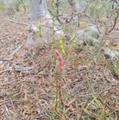 Acacia genistifolia at Gungaderra Grasslands - 11 Dec 2023 09:42 AM