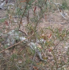 Acacia genistifolia at Gungaderra Grasslands - 11 Dec 2023 09:42 AM