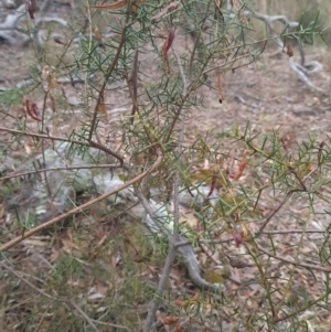 Acacia genistifolia at Gungaderra Grasslands - 11 Dec 2023 09:42 AM