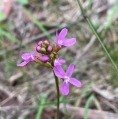 Stylidium graminifolium (Grass Triggerplant) at Bendoura, NSW - 10 Dec 2023 by JaneR