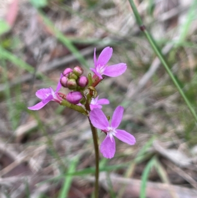 Stylidium graminifolium (Grass Triggerplant) at Bendoura, NSW - 10 Dec 2023 by JaneR