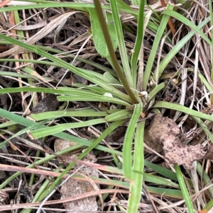 Stylidium graminifolium at QPRC LGA - 10 Dec 2023