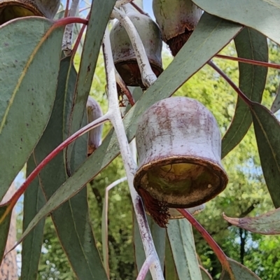 Eucalyptus caesia (Silver Princess) at Yarralumla, ACT - 11 Dec 2023 by Steve818