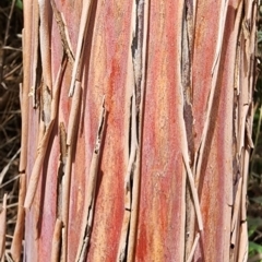 Eucalyptus caesia at Yarralumla, ACT - 11 Dec 2023