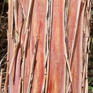 Eucalyptus caesia at Yarralumla, ACT - 11 Dec 2023