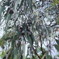 Eucalyptus caesia at Yarralumla, ACT - 11 Dec 2023