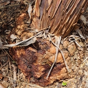 Eucalyptus caesia at Yarralumla, ACT - 11 Dec 2023 12:47 PM